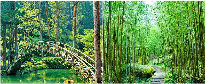 溪頭森林遊樂區